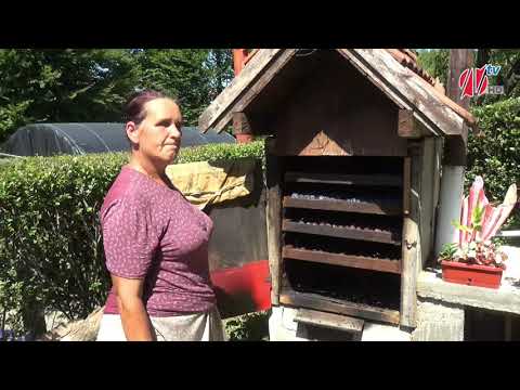 Video: Sušenje šljiva Za Zimu