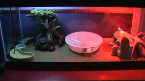 Leopard Gecko Time lapse