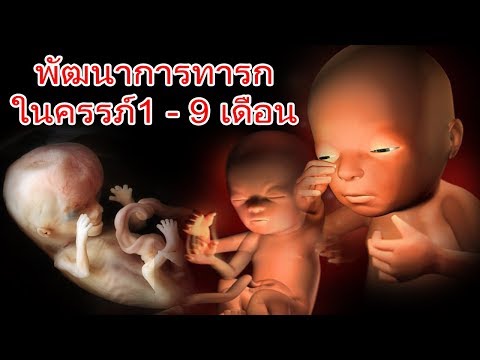 พัฒนาการลูกในท้อง : สรุปพัฒนาการของทารกในครรภ์1-9เดือน | พัฒนาการทารกในครรภ์ | คนท้อง Everything