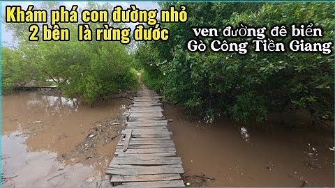 Khám phá con đường nhỏ hai bên là rừng đước xanh mướt ven đường đê biển Tân Thành Gò Công Tiền Giang