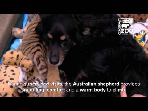 Australian Shepherd Filling in as Parent to One-Month-Old Tiger Cubs - Cincinnati Zoo