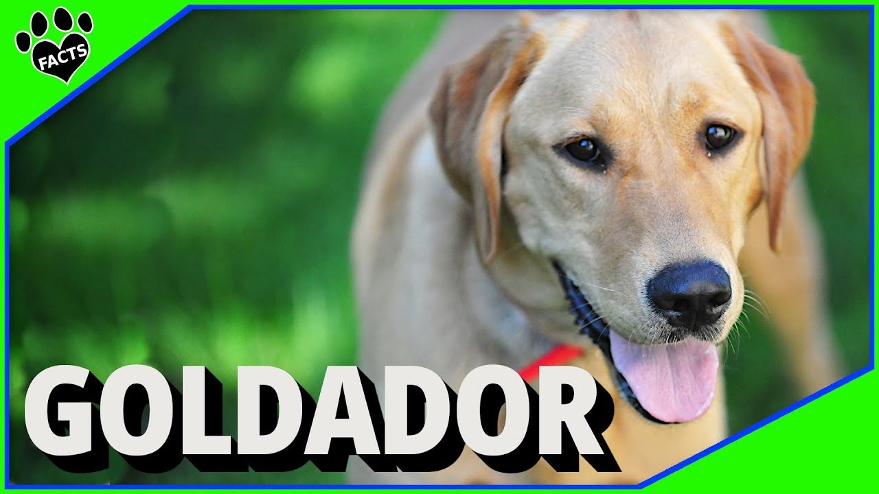 Discovering the Goldador A Perfect Blend Golden and Labrador Retrievers - YouTube