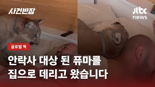 대형견? 몸집 큰 고양이?…'맹수' 퓨마와 함께 살기 / JTBC 사건반장