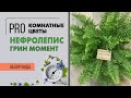 Нефролепис Грин Момент - папоротник домашний, неприхотливый. Растение для дома и офиса.