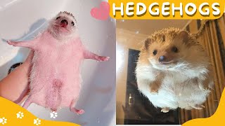 🦔😂 Funny and Cute Hedgehog Videos Compilation 🦔✨ #3
