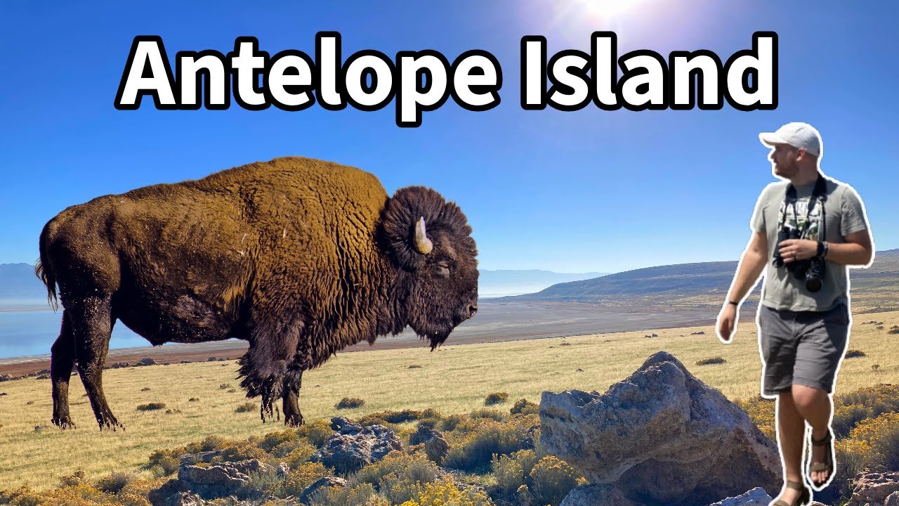 Birding at Antelope Island State Park