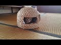 猫ちぐらに入っていくかわいい子猫