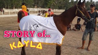 PERJALANAN HIDUP KAYLA Ll Kuda Super Milik Mawar Stable PERJALANAN HIDUP KAYLA Ll Kuda Super Milik Mawar Stable