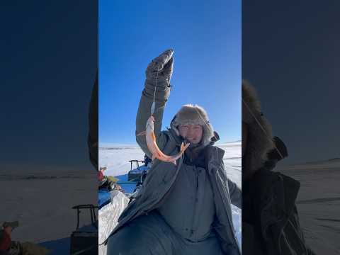 Freshly caught stroganina🎣 / Свежевыловленная строганина🎣 Pandasakha #fishing #permafrost #winter