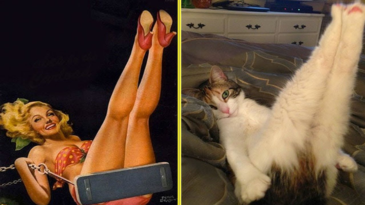10+ Funny Cats Who Pose Like Pin Up Models - YouTube.