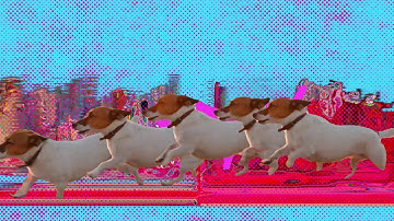 Panda Bear - Praise (Official Video)
