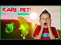 GETTING THE MOST RARE PET!