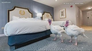 Presidential turkeys arrive in DC just in time for Thanksgiving