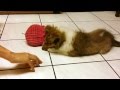 Kaylee Shark! - CUTEST sheltie puppy!