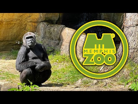 Video: De Memphis Zoo Bezoekersinformatie