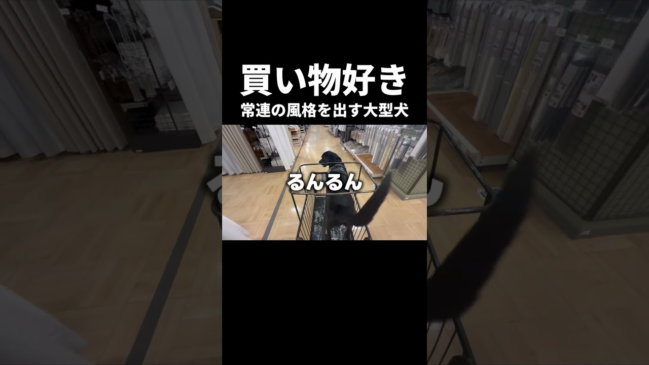 お買い物が大好きな大型犬