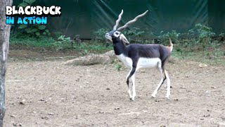 Astonishing Blackbuck Walking With Style