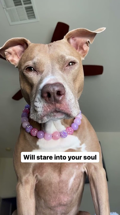 Things you should know about pit bulls #dogsofyoutube #shortvideo #pitbulls #dogsvideo
