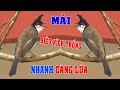 🔊 Nghe Là Phê: Tiếng Chào Mào Mái Chép Miệng Khêu Gợi Giúp Trống Trị Chim Tụt Lửa Không Tạp Âm