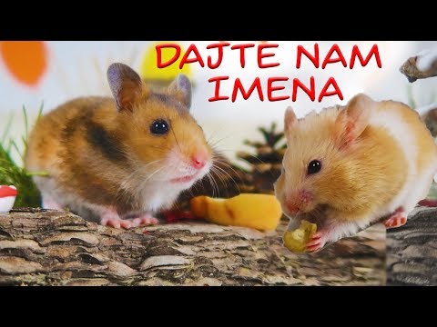 Video: Kako Dati Ime Dječačkom Hrčku