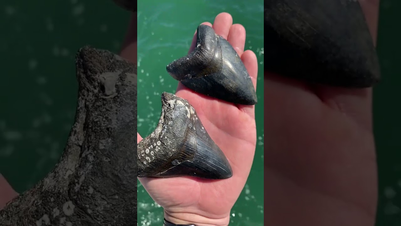 Beautiful Megalodon sharks teeth found by fellow divers aboard fossil junkies dive boat.  #shorts