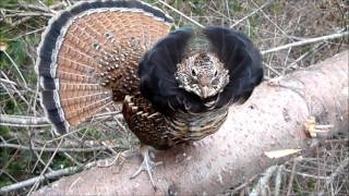 My Pet Grouse March 28, 2013