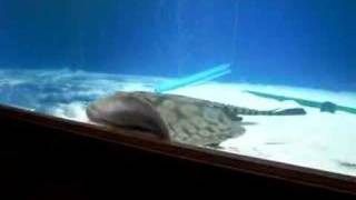 Stingray feeding time Net Worth
