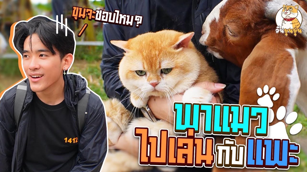 แมวกับแพะ จะเป็นเพื่อนกันได้ไหม? (วันขุนขุน)
