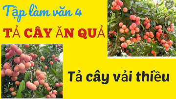 Bài văn mẫu tả cây vải thiều  - Tập làm văn lớp 4