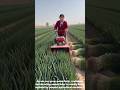 Extremely Satisfying: The Ultimate Mechanical Harvest of Endless Green Onion Fields #works #farming