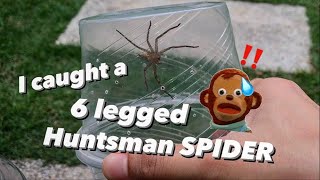 I got a new 6-legged HUNTSMAN SPIDER !!!