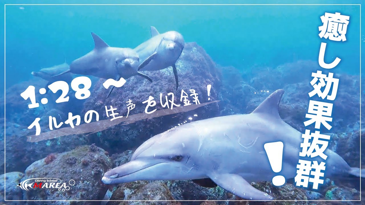 イルカと泳ぐダイバー達 スキューバダイビングだけではなく スノーケリングやスキンダイビングだけでも海を思う存分楽しむことができますよ イルカの生声も録音されていますので たっぷり癒されてください Youtube