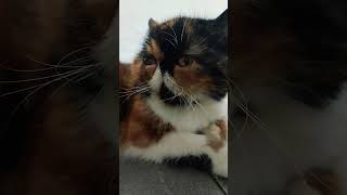 #funny #смешныекотики #cute #cats #cutecat #cat #котики #котёнок #юмор #кот