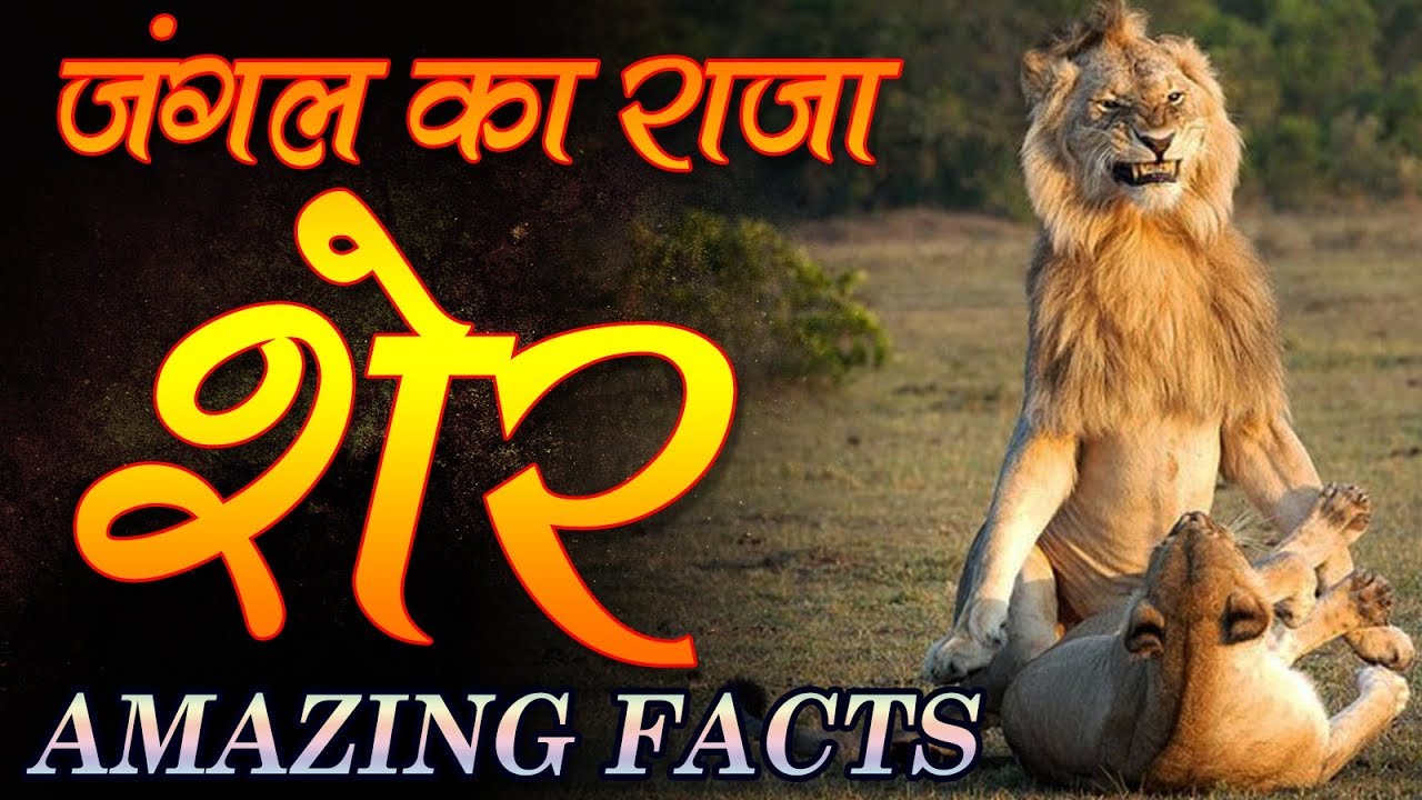 what is lion in hindi