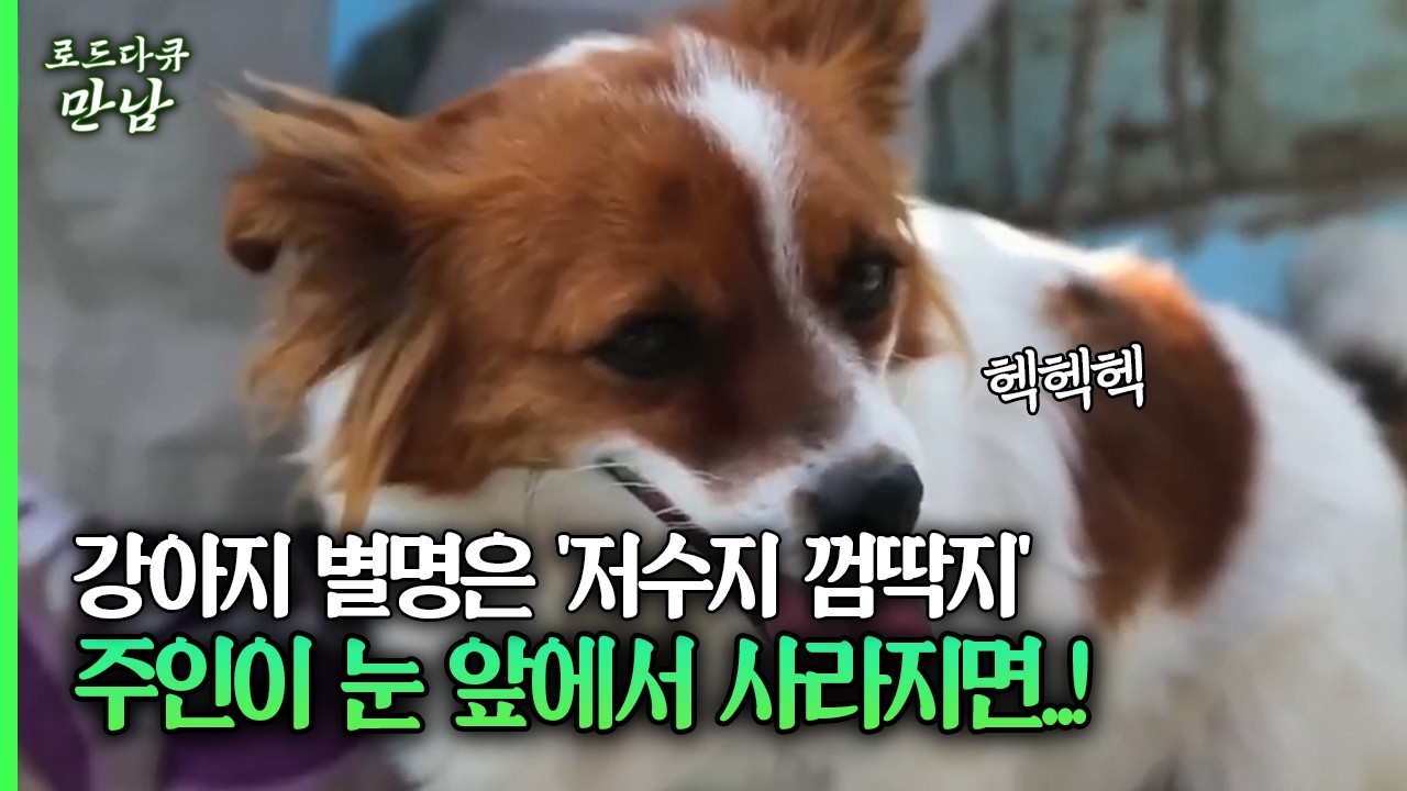 강아지 별명은 '저수지 껌딱지' 주인이 눈 앞에서 사라지면..! #강아지 #저수지 [다시보는 로드다큐 만남 53회-1]