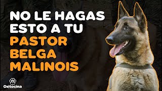 PASTOR BELGA MALINOIS: 7 COSAS QUE NO LE GUSTAN