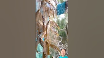 Gặp được bầy cá lòng tong ngon dính đầy lưới nhìn mê. #shorts #shortvideo #short #shortsvideo