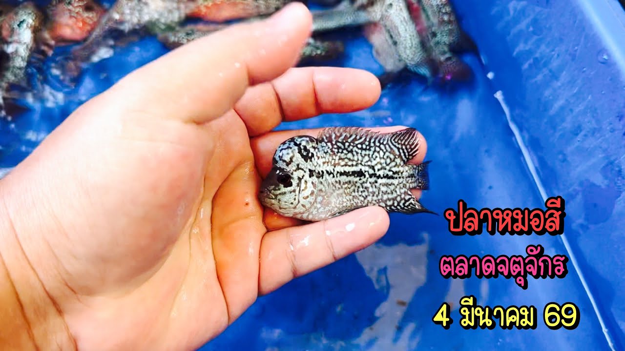 Zing’s Day l ปลาหมอสีตลาดจตุจักร 4 มีนาคม 69