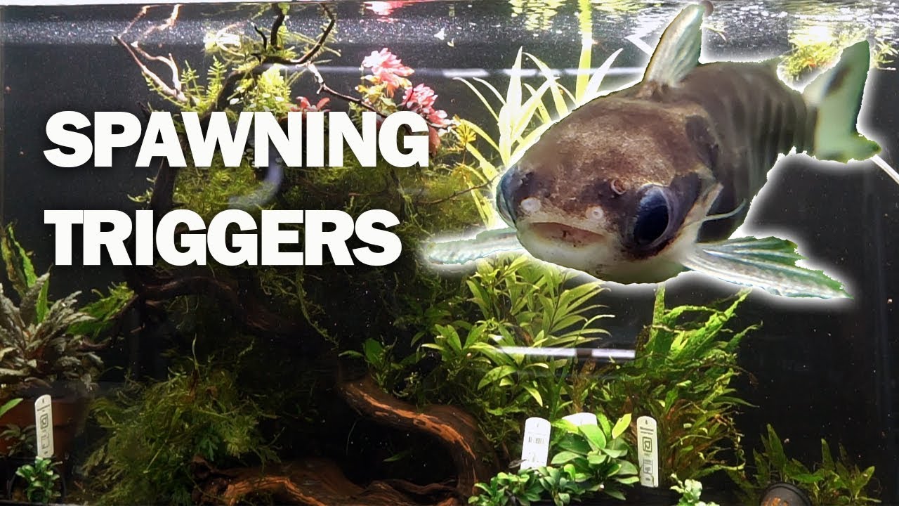 Will this get them to spawn? Honeycomb Catfish - YouTube