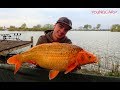 GRANDES CARPAS EN HUNGRÍA - Carpfishing in Hungary // Paradise Lake ~YOUNG CARP~