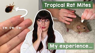 This was horrible! Dealing with Tropical Rat Mites by Emiology 5,238 views 2 months ago 29 minutes