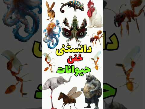 دنیای حیوانات یک تمدن پنهان در مقابل چشمان شما رازهایی که حتی عجیب تر فیلم های علمی تخیلی هستن