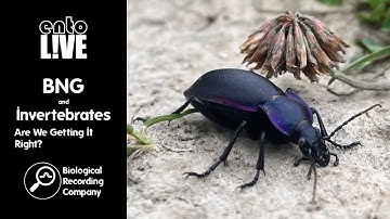 Biodiversity Net Gain and Invertebrates: Are We Getting It Right?