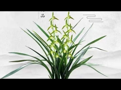 Video DENRO XUÂN, Ô TỬ THÚY, ĐÀO CƠ 0988553232..|| PHONG LAN... - youtube