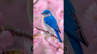 40 WILDLIFE Lightroom Presets | Mobile & Desktop
