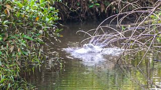 Mancing Gabus Langsung Dimasak Dipinggir Sungai 🤤