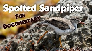 The Spotted SandpiperID, hobbies, favorite dance moves, food, nesting, behavior, habitat, and more!