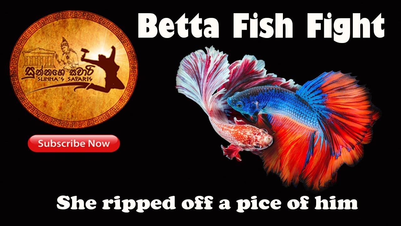 Betta Fish Pair Fighting (She took a piece of him) YouTube