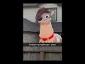Emo ahh reindeer 😭😭😭