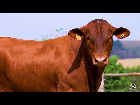 LOTE 29 - ZT 7112